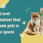 solo-travel-destinations-that-welcome-pets-in-public-spaces-solo-travel