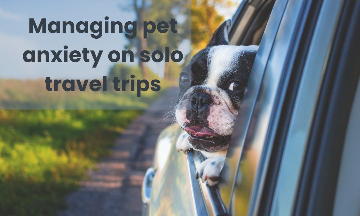 managing-pet-anxiety-on-solo-travel-trips