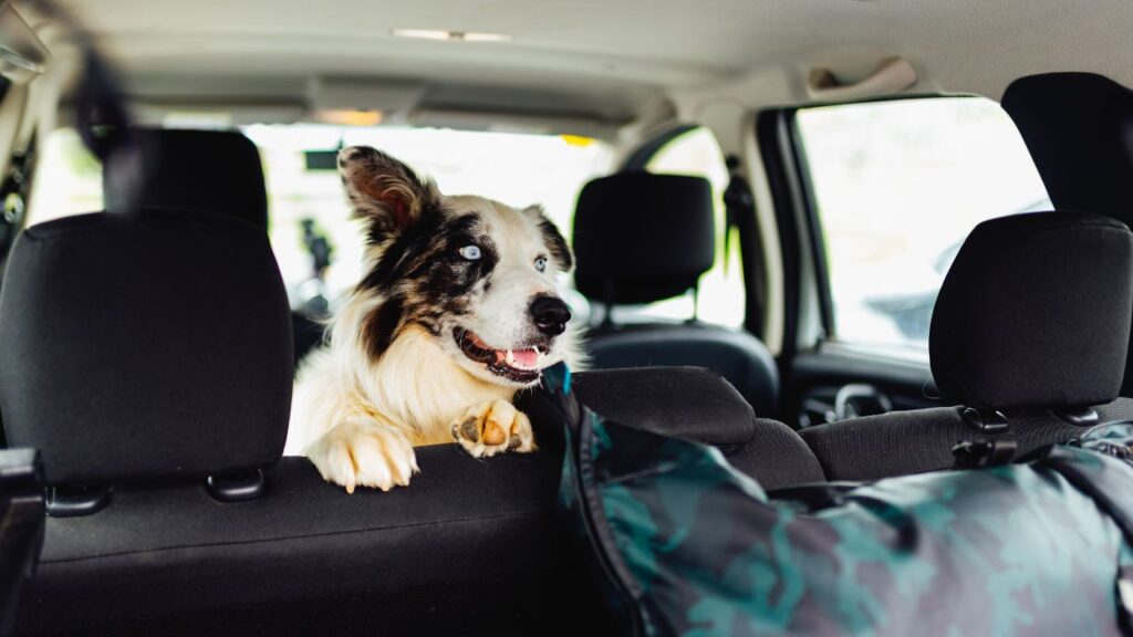 top-7-pet-friendly-travel-destinations-for-solo-travelers-full-guide