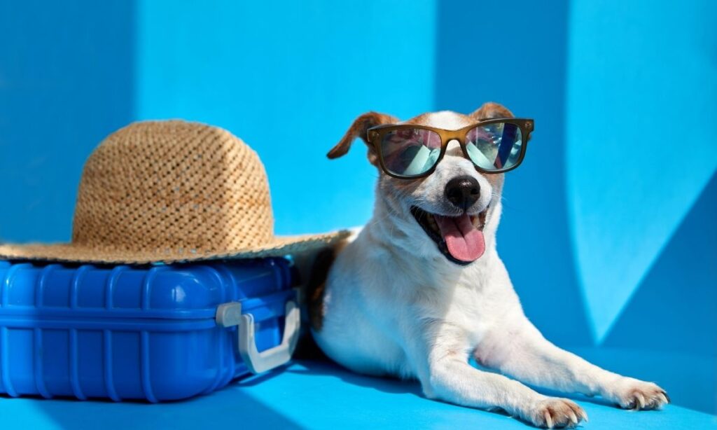 managing-pet-anxiety-on-solo-travel-trips